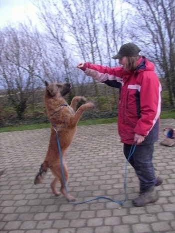 The right side of abrown Belgian Shepherd Laekenois that is standing up on its hind legs. There is a person standing in front of it with their hand over the head of the dog.