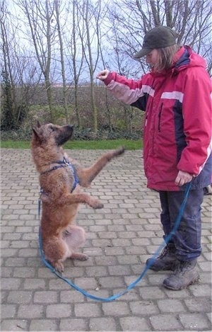 The right side of a brown Belgian Shepherd Laekenois is sitting on its hind legs and its front paws are in the air. It is looking at a person in front of it who has there hands up.