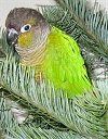 A light green with white, yellow and black Conures is laying in pines of a tree.