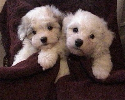 Two Biton Puppies wrapped in a blanket and they are looking forward.