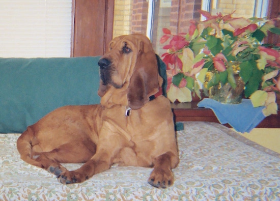 The right side of a red Bloodhound that is laying across a day bed and it is looking to the left.