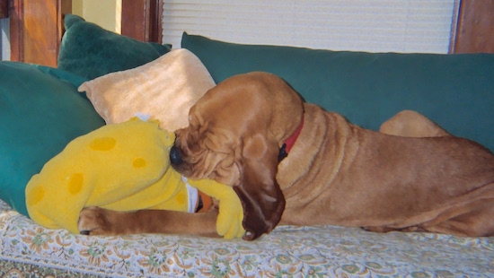 The left side of a red Bloodhound that is laying across a couch and it is chewing on SpongeBob SquarePants Plush doll.