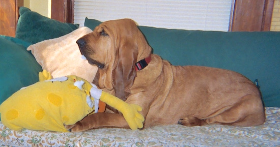 The left side of a red Bloodhound that is laying on a couch with a plush spongebob squarepants doll in front of it.