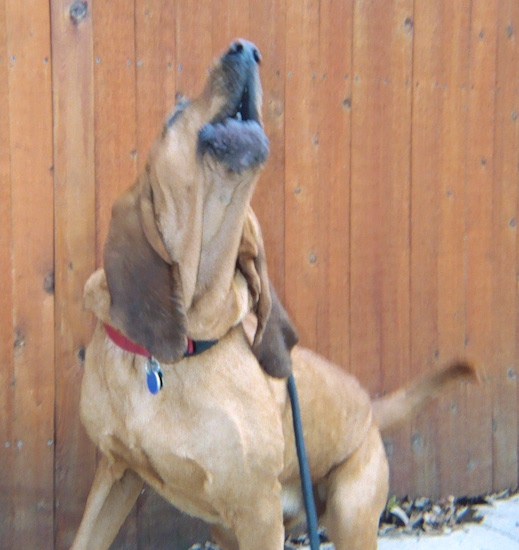 The left side of a red Bloodhound that is baying with its snout up in the air, it is leaning on a wooden fence behind it.