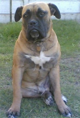 Keano the Boerboel sitting outside looking at the camera holder