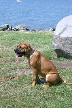 Right Profile - Nahu the Boerboel sitting outside in front of a large rock and body of water with her mouth open and tongue out
