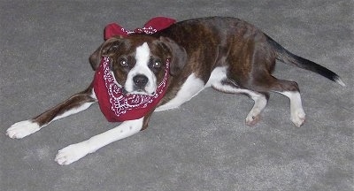 Close Up - Marley the Boglen Terrier laying on the carpet wearing a maroon and white bandana looking at the camera holder