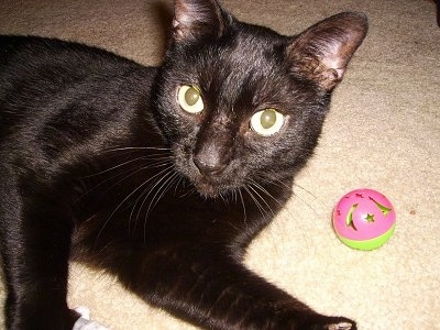 Close Up - Coco the Bombay Cat laying on a carpet and looking back at the camera with a pink and green cat ball toy next to her
