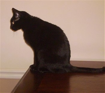 Coco the Bombay cat sitting on a table and peering over the edge