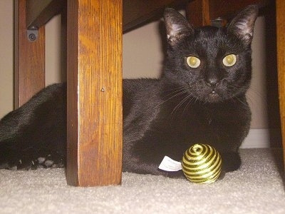 Coco the Bombay cat under a table with a golden cat toy