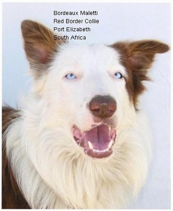 Close Up - Bordeaux the Border Collie with its mouth open. The Words 'Bordeaux Maletti Red Border Collie Ort Elizabeth South Africa' are overlayed