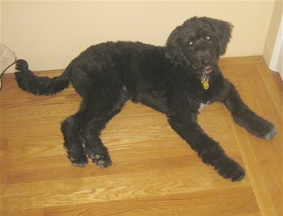 The right side of a black Bordoodle that is laying on a hardwood floor and it is leaning against a wall.