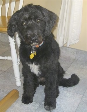 A black with white Bordoodle is sitting on a tiled floor, its head is slightly tilted to the left, it is sitting next to a chair and a table