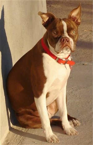 Ruby the Boston Terrier sitting against a concrete wall on a cement walkway