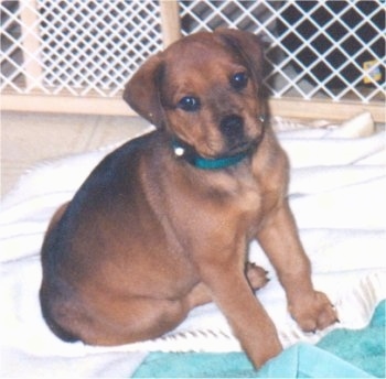 A small, brown with black Boxer/Rottweiler mixed breed puppy is wearing a green collar sitting on a white blanket with a green towl in front of it with a white plastic and wood baby gate behind it.