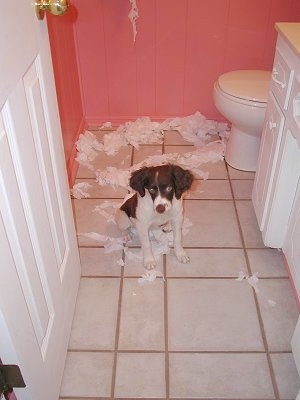 Samantha the Brittany Spaniel puppy is sitting in a bathroom with chewed up toilet paper behind her
