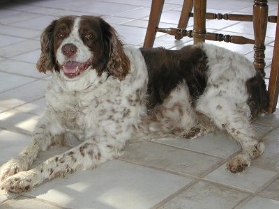 Jazz the Brittany Spaniel laying on a white tiled kitchen floor with wooden chairs behind her