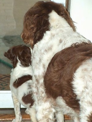 The back of a small brown with white Brittany Spaniel puppy is standing in front of a glass door and next to it is a large brown with white Brittany Spaniel.