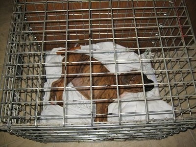 Bruno the Boxer sleeping in his crate