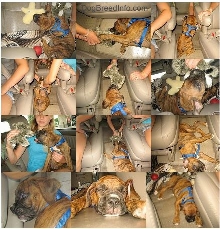 Bruno the Boxer Puppy being a spaz in the car