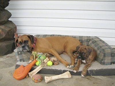 Bruno the Boxer and Allie the Boxer laying in a dog bed surrounded by dog bones and toys outside on a porch