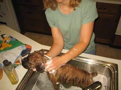 Bruno the Boxer gets a bath in the kitchen sink