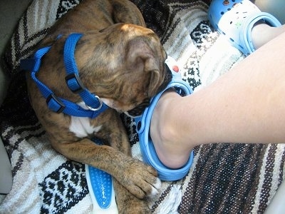 Bruno the Boxer puppy laying on a blanket chewing the crocs a person is wearing