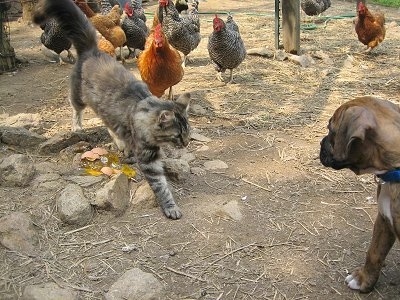 Maggie the cat walking over to Bruno the Boxer puppy with chickens in the background