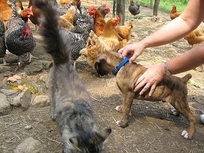 A person holding Bruno the Boxer puppy's collar as he is surrounded by chickens and a cat