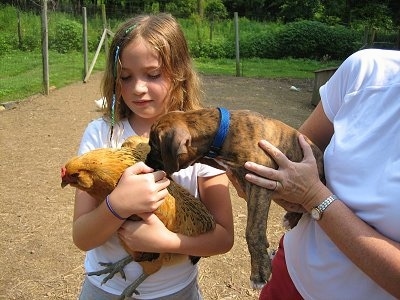 A person holding Bruno the Boxer puppy letting him smell Carmel the chicken, which Sara is holding