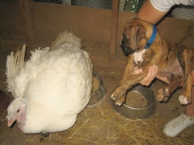 A person holding Bruno the Boxer puppy up to  Wendy the Turkey who is in the coop
