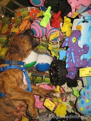 Bruno the Boxer trying to get a toy ball off the store shelf