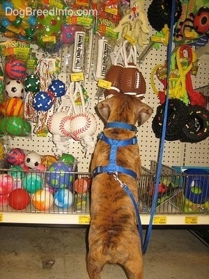 Bruno the Boxer looking at Dog toys