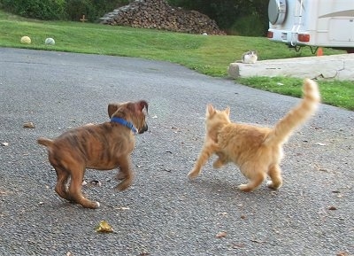 Bruno the Boxer chases Waffle the cat
