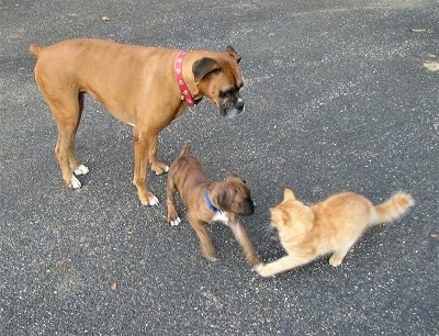 Bruno the Boxer plays around with Waffle the cat and being watched by Allie the Boxer