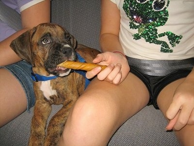 Bruno the Boxer puppy chewing on a bone while a girl holds the other end