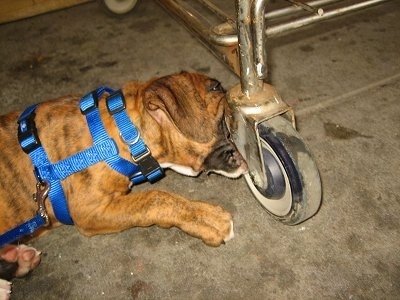 Bruno the Boxer puppy wearing a harness chewing on a shopping cart wheel