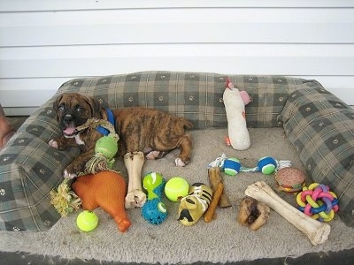 Bruno the Boxer puppy laying in an outside dog bed with a bunch of dog toys in the bed