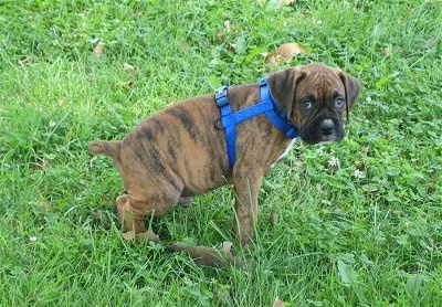 Bruno the Boxer at 7 weeks peeing in the grass outside