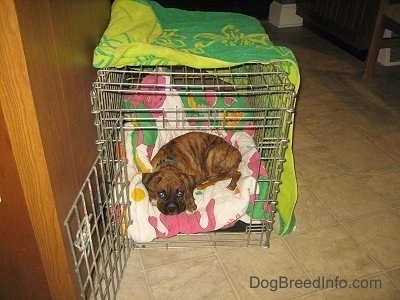 Bruno the Boxer Puppy laying on a Barney the Dinosaur blanket in a cage