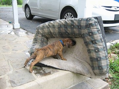 Bruno the Boxer puppy sniffing the outside dog bed