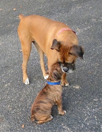 Bruno the Boxer sitting on a blacktop meeting Allie the Boxer