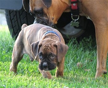 Bruno the Boxer puppy getting sniffed by Allie the Boxer