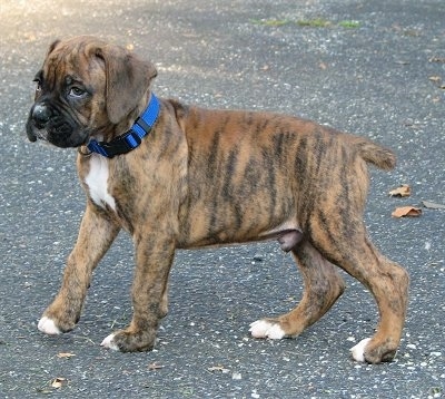 Bruno the Boxer Little over 1 and 1/2 Months Old standing on a blacktop