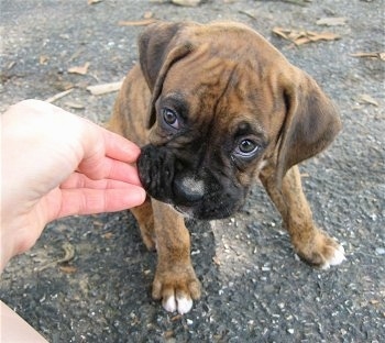 Bruno the Boxer puppy sitting outside on a blacktop with a person's hand touching his face