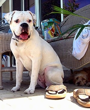 Roxy the white Bulloxer sitting on a porch with a pair of slippers next to it. Another dog is under the wicker chair