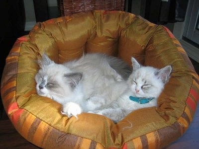 Jules the blue point mitted Ragdoll Cat and Tobi the mitted Ragdoll Cat are sleeping together in a cat bed. There is a wicker basket in the background.
