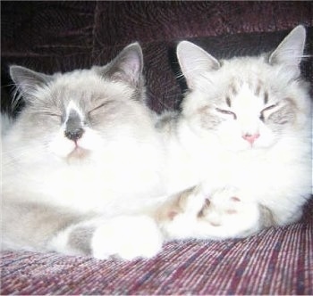 Close Up - Jules the blue point mitted Ragdoll Cat and Tobi the mitted Ragdoll Cat are sleeping together on a couch