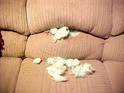 A couch that is chewed up in the middle with the couch stuffing coming out of the back and laying on top of it