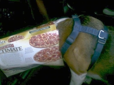 Bailey the Beagles entire head is inside of a DiGiorno's Pizza box